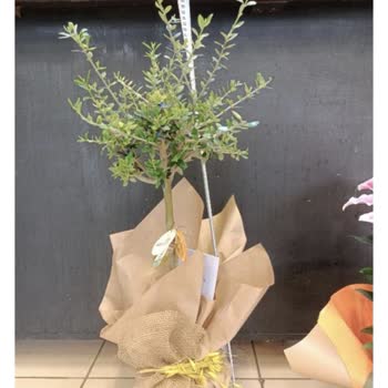 Zeytin Ağacı Siparişinde Boyut Ve Görsel Uyuşmazlığı