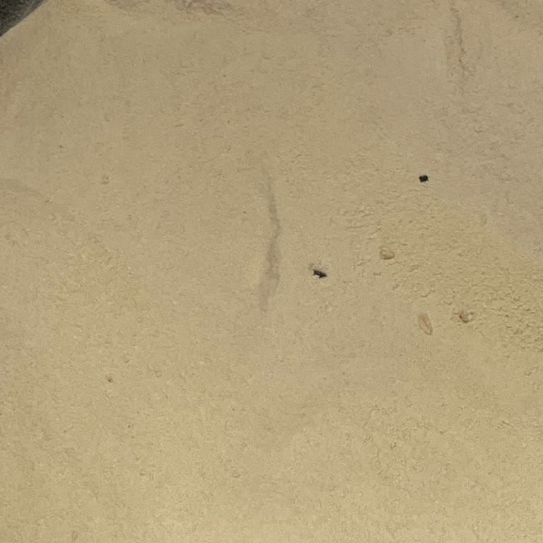 Protein Tozunda Yabancı Parçacıklar Ve Sağlık Endişesi