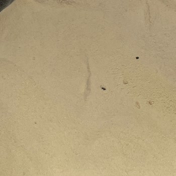 Protein Tozunda Yabancı Parçacıklar Ve Sağlık Endişesi