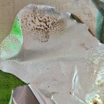 Bigjoy Whey Classic Hindistan Cevizi Ürününün Kapağında Belirtilmemiş Yabancı Madde Bulunması