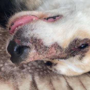 Acil Köpek İlacı Yanlış Şubeye Yönlendirildi, Teslim Gecikti