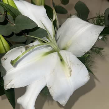 Solmuş Çiçek Teslimatı İçin Tam Ücret İadesi Talebi