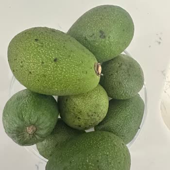 Migros’ta İndirimli Avokadolar Olgunlaşmadı Ve Bozuldu