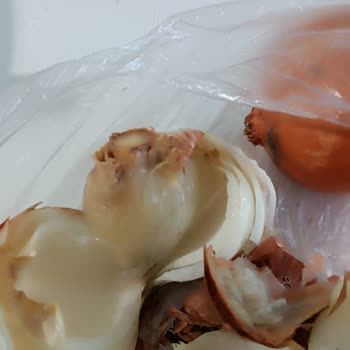 Migros Çukurova Şubesinde Kuru Soğan Çöpe Atılacak Durumda