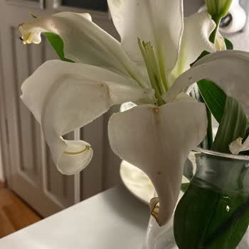 Yanlış Kişiye Teslim Edilen Çiçek Ve Çürük Çiçekler Nedeniyle Memnuniyetsizlik