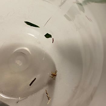 Yanlış Kişiye Teslim Edilen Çiçek Ve Çürük Çiçekler Nedeniyle Memnuniyetsizlik