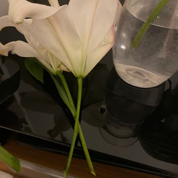 Yanlış Kişiye Teslim Edilen Çiçek Ve Çürük Çiçekler Nedeniyle Memnuniyetsizlik