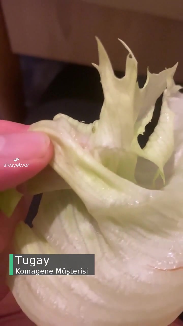 Komagene Maruldan Böcek Çıkıyor videonun kapak resmi