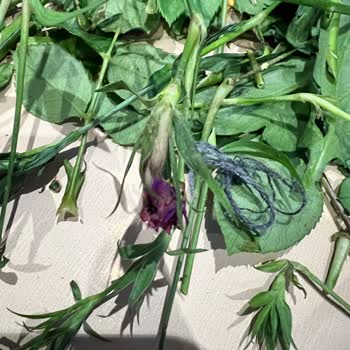 Gönderilen Çiçekler Bayat Ve Kırık Saplı: Taze Buket Talebi