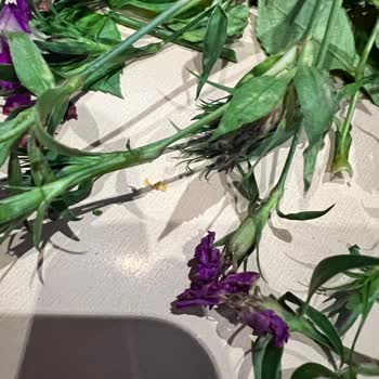 Gönderilen Çiçekler Bayat Ve Kırık Saplı: Taze Buket Talebi