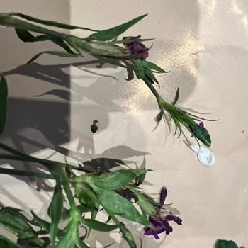 Gönderilen Çiçekler Bayat Ve Kırık Saplı: Taze Buket Talebi