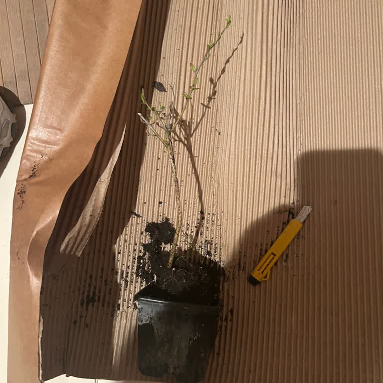 Toprakfidancilik.com Gelen Fidan İlanla Tamamen Alakasız Durumda Çıktı