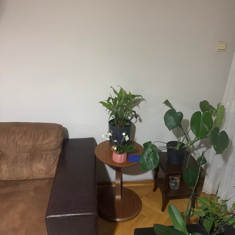 Orkide Boyutu Küçük, Değişim İstediğimde Yardımcı Olmuyorlar