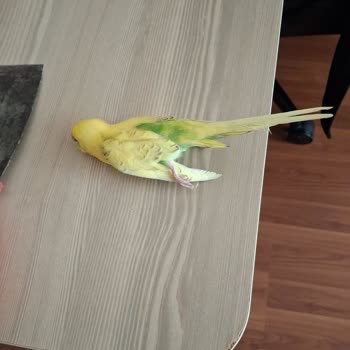 Bağdat Evcil Hayvan Mağazası Petshop & Pet Kuaför Hem Maddi Hem Manevi Zarar Verdi