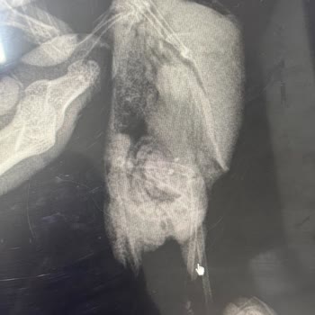 Bağdat Evcil Hayvan Mağazası Petshop & Pet Kuaför Hem Maddi Hem Manevi Zarar Verdi