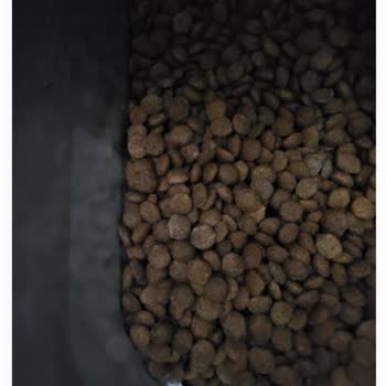 Küflü Mutamin Köpek Maması Üzerine Tekrarlanan Şikayet Ve Tam İade Talebi