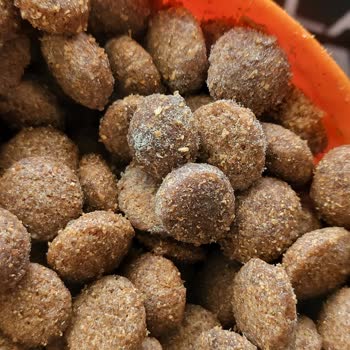 Küflü Mutamin Köpek Maması Üzerine Tekrarlanan Şikayet Ve Tam İade Talebi