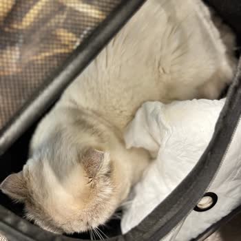 Aşırı Evcil Hayvan Ücreti Ve Havalimanındaki Pet Rahatlama Alanı Yokluğu