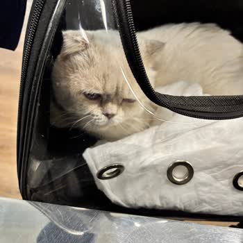 Aşırı Evcil Hayvan Ücreti Ve Havalimanındaki Pet Rahatlama Alanı Yokluğu