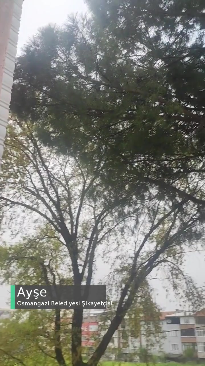 Osmangazi Belediyesi Ağaç Budama Sorunu! videonun kapak resmi