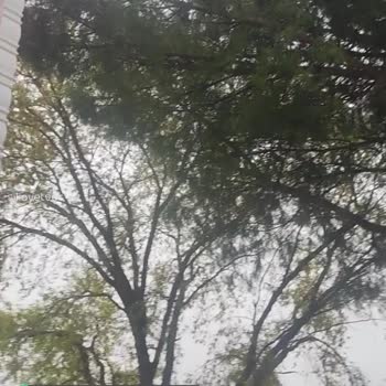 Osmangazi Belediyesi Ağaç Budama Sorunu!