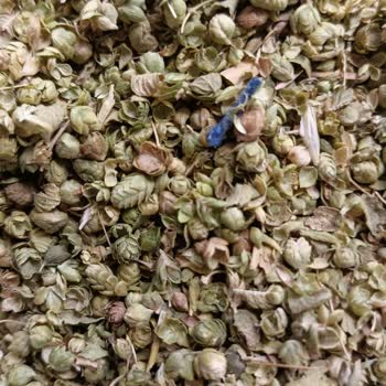 Kekik Paketi İçinde Yabancı Otlar Sünger Parçası Ve Kurtçuklar