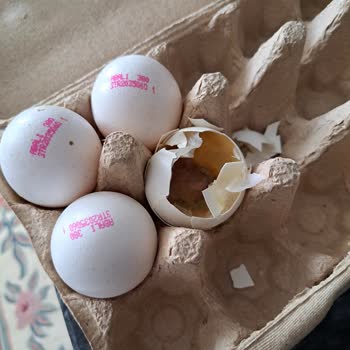 Antalya Kepez BİM Şubesinde Bozuk Yumurtalar Ve Hijyen Endişesi