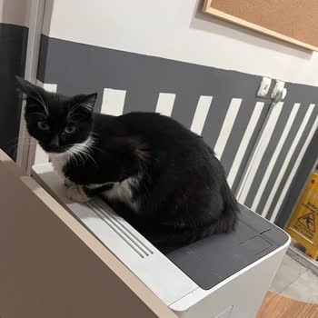 Yedikule Göğüs Hastanesinde Kediler Ve Farelerle Karşılaşılan Hijyen Krizi