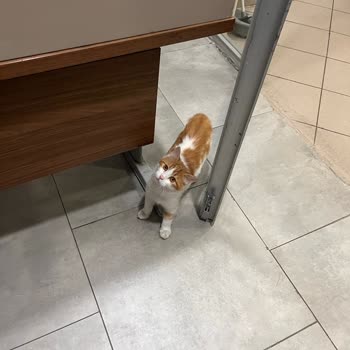 Yedikule Göğüs Hastanesinde Kediler Ve Farelerle Karşılaşılan Hijyen Krizi