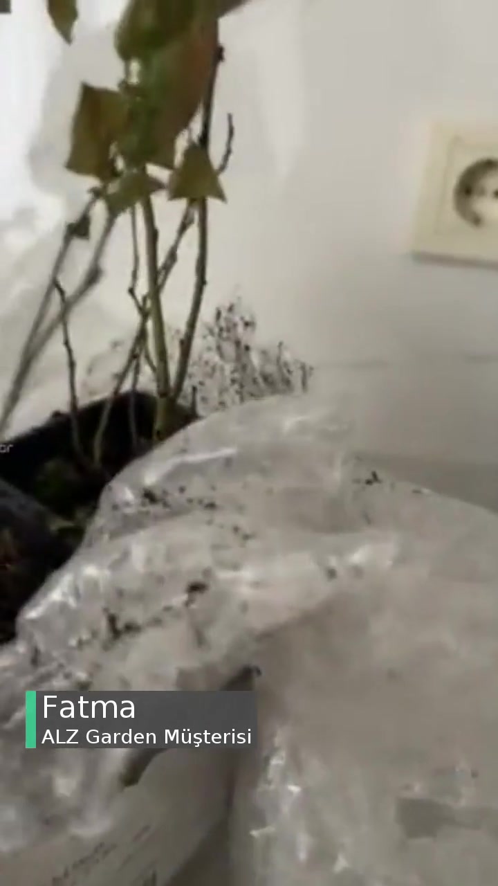 Alz Garden Yaban Mersini Yanmış! videonun kapak resmi