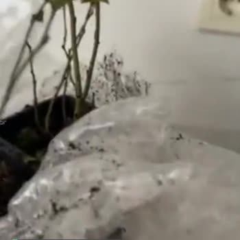 Alz Garden Yaban Mersini Yanmış!