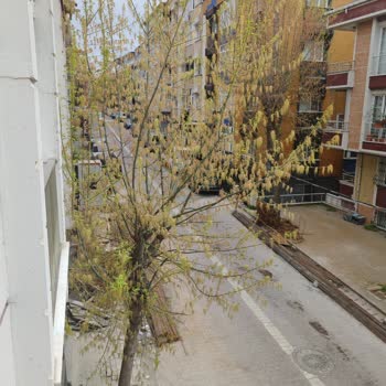 Avcılar’da Sokakta Ağaç Budama İhmali Güvenlik Ve Sağlık Riski