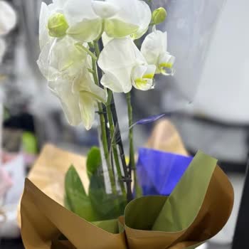 İlan Görseline Uymayan Orkide Gönderildi Ve Değişim Reddedildi