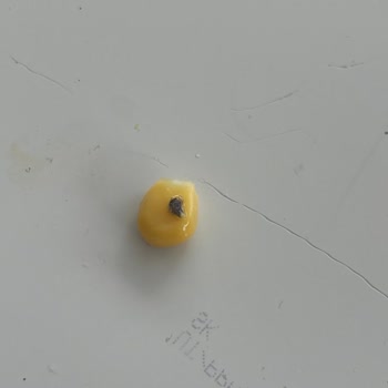 Tukaş Konserve Mısırda Böcek Kontaminasyonu Gıda Güvenliği Tehlikede