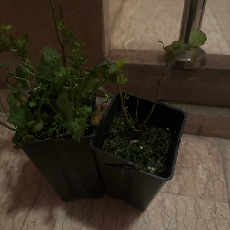 Alz Fidancılık’tan Yanlış Yaş Ve Boyutta Yaban Mersini Fidanı Gelen, İade Bekliyor