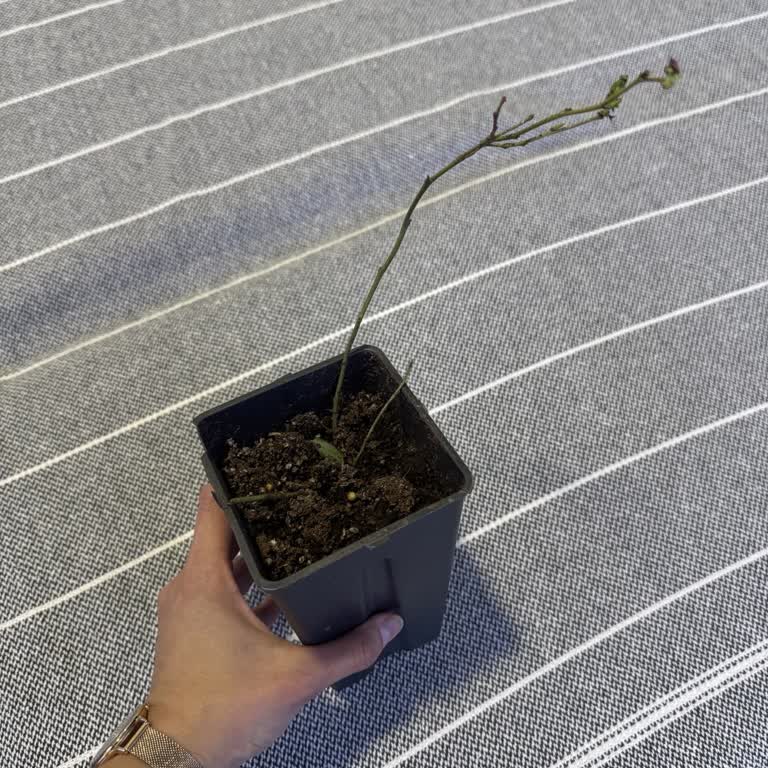 Fest Danışmanlık Ve Depolama Sahte Yaban Mersini Fidanı Gönderimi Ve İade Talebi