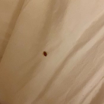 Tahta Kurusu Ve Kaba Personel Tutumu İçin İade Talebi