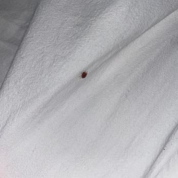 Tahta Kurusu Ve Kaba Personel Tutumu İçin İade Talebi