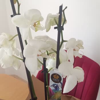 Soluk Orkide Teslimatı Ve Hızlı Çiçek'ten Acil Değişim Talebi