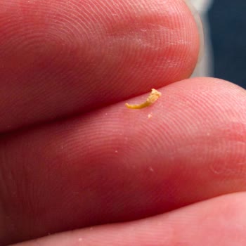 İndomie Hazır Noodle’da İkinci Kez Tekrarlanan Hijyen Sorunu Ve Güven Kaybı