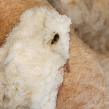 A101 Ekmeğinde Fare Dışkısı Tespiti Sağlık Riski