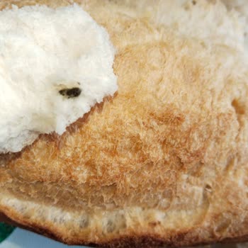 A101 Ekmeğinde Fare Dışkısı Tespiti Sağlık Riski