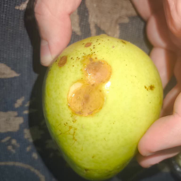 Çürük Armutlar Ve İade Talebimin Gözardı Edilmesi