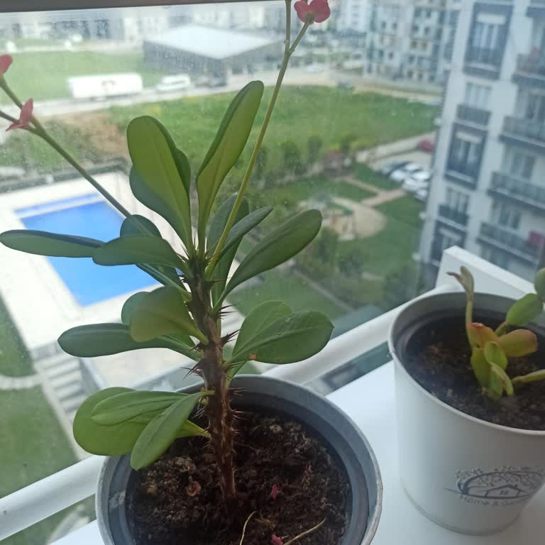 Silivri'de Tekrarlayan İnternet Kesintileri Ve Açıklama Eksikliği