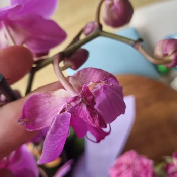 Solmuş Güller Ve Dökülmüş Orkide İçin Hızlı Çözüm Talebi