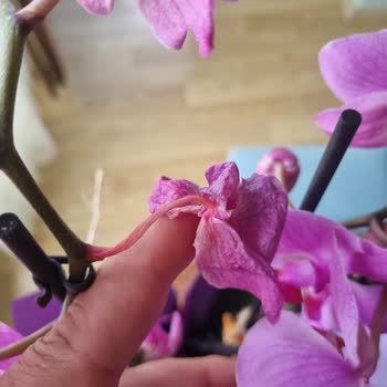 Solmuş Güller Ve Dökülmüş Orkide İçin Hızlı Çözüm Talebi