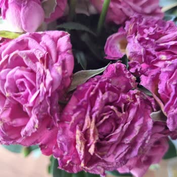 Solmuş Güller Ve Dökülmüş Orkide İçin Hızlı Çözüm Talebi