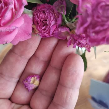 Solmuş Güller Ve Dökülmüş Orkide İçin Hızlı Çözüm Talebi