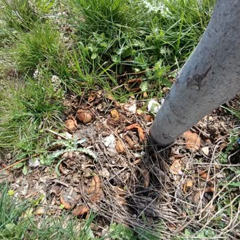 Üst Komşunun İzinsiz Ağaç Dikimi Ve Çöp Atması İle Balkon Sızıntısı Sorunu