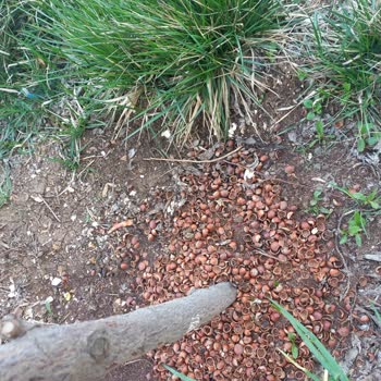 Üst Komşunun İzinsiz Ağaç Dikimi Ve Çöp Atması İle Balkon Sızıntısı Sorunu